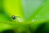 long legs fly in green nature