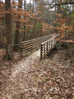 Bridge in Woods