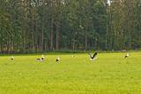 storks on a meadow