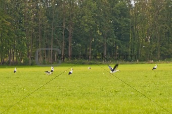 storks on a meadow