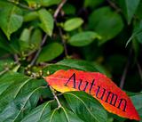 long autumn leaf