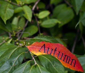 long autumn leaf
