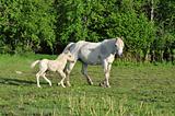 White horse with foal