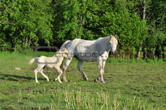 White horse with foal