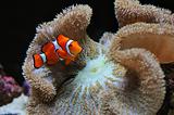 clown fish and anemone