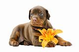 Puppy and flower