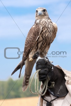 a falcon on handlers hand