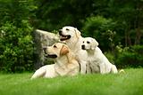 Three white dogs