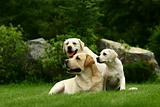 Three white dogs
