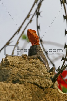 Lizard in a burbed wire