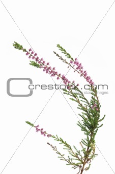 to isolate  on white background heather's flower