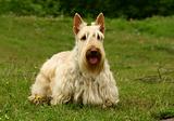 The Scottish Terrier