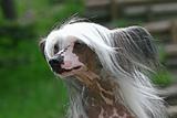 The Chinese Crested Dog outdor foto