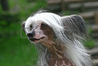 The Chinese Crested Dog outdor foto