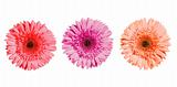 Three gerbera flowers of pink colors isolated on white backgroun
