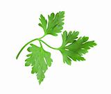 fresh green herbs (leaf) parsley isolated on white