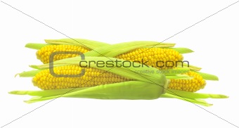 Sweet golden corn isolated on white background