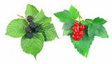 Blackberry and currant with green leaves isolated on white