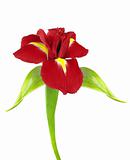 Beautiful red iris flowers isolated on white 