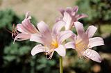 Resurrection lily, Lycoris squamigera
