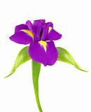 Beautiful violet iris flowers isolated on white 
