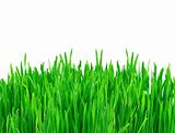 spring green grass isolated on white background