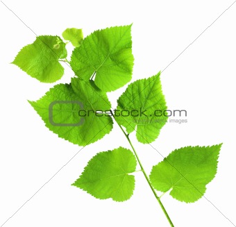 linden green branch isolated on white