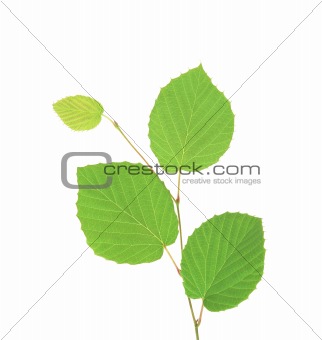 green branch isolated on white background