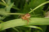 Crab spider (Xysticus cristatus)