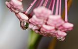 rain drop on flower