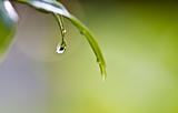 rain drop on leaf