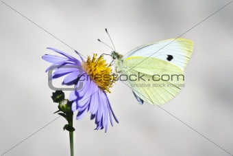 white butterfly
