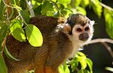 Squirrel Monkey in a Tree