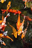 colorful koi fish in a pond