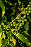 Coffee plant detail 