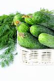 Harvest cucumbers and dill in a basket