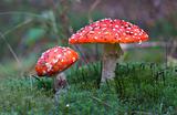 Two mushrooms among moss
