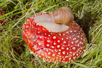 fly agaric and snail