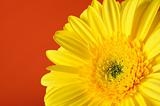 Delicate background with Beautiful yellow gerber flower 