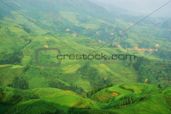 Chinese green rice field