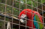 Big varicolored parrot in hutch