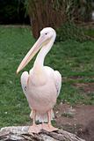 Bird pelican