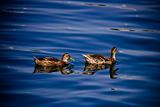 Two ducks floating on blue water surface