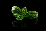 Basil leaves on black background