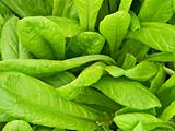 Green lettuce leafs