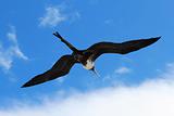 Female magnificent frigatebird soars overhead
