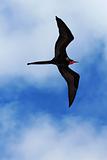Male magnificent frigatebird soars overhead
