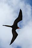 Male magnificent frigatebird fills the frame
