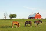 Three horses and a barn