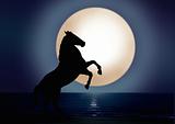Stallion under full moon light